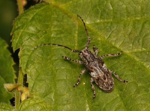 Mesosa nebulosa